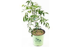 GREEN PROMISE FARMS American Beauties Native Plants - Wisteria macro. 'Blue Moon' (Wisteria) Vine, deep blue-purple flowers, #2 - Size Container