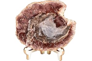 AMOYSTONE Large Petrified Wood Stone Plate Decorative Healing Crystal Slices Quartz Pieces with Stand Office Home Decor Reiki Healing Gifts 2.0-2.2 Pound
