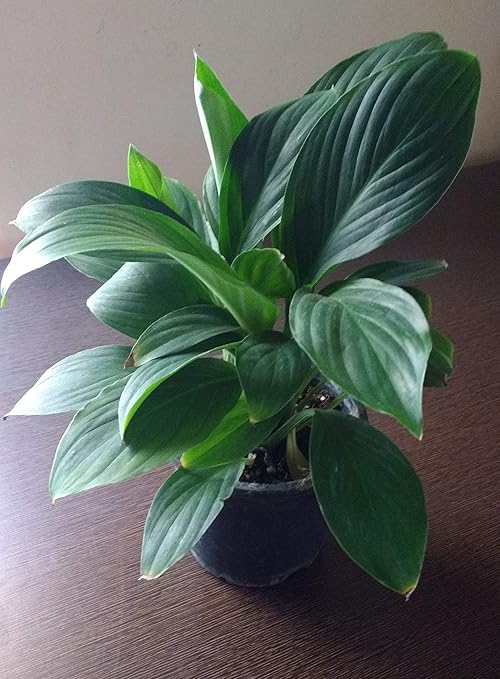 Creative Farmer Peace Lily Spathiphyllum Live Plant