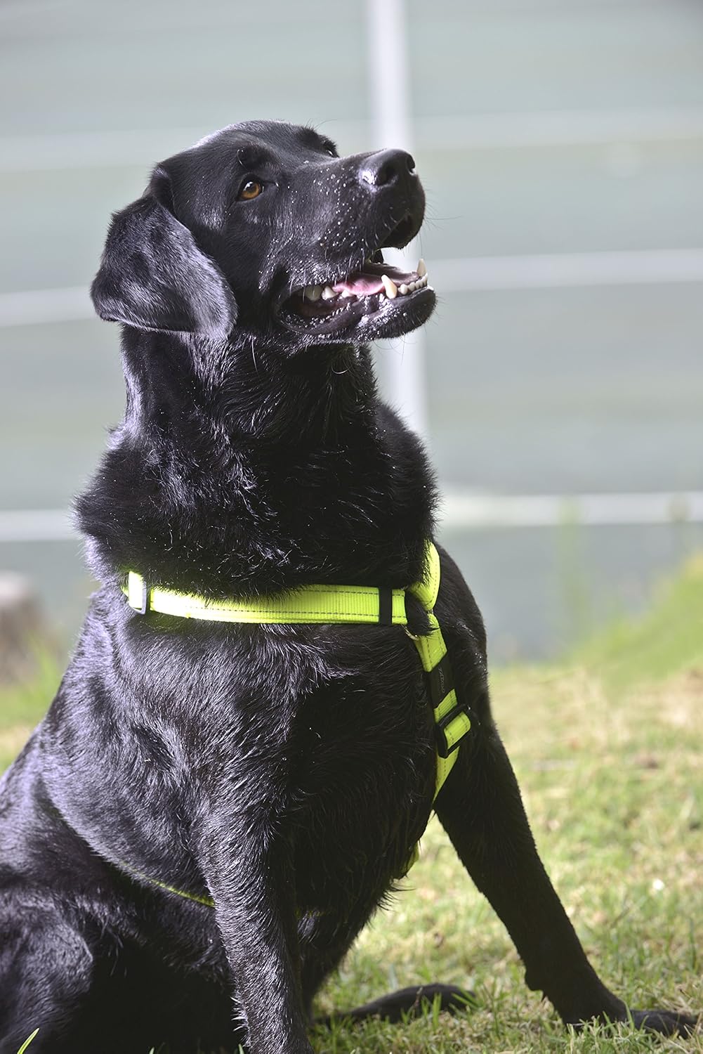 Reflective Adjustable Dog H Harness for Large Dogs; matching collar and leash available, Yellow, 3/4" Large - Image 3