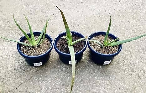 Amazon Co Jp アロエ ベラ 食用出来て美容と健康に重宝 ６号 Diy 工具 ガーデン