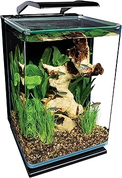 Marineland Betta Fish Tank Portrait
