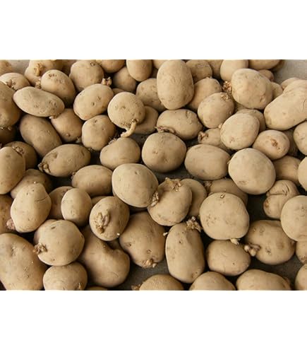 Amazon.com : Yukon Gold Certified Seed Potatoes Non GMO 3LB Farm
