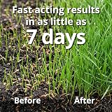 A1Lawn A1 Lawn Shade & Drought Tolerant Grass Seed 5kg UK Harvested view 3