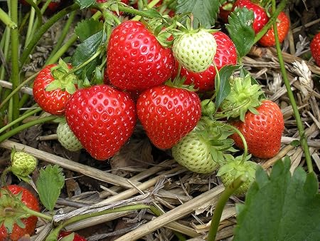 Creative Farmer Strawberry Elegant Mignonette Fruit Seeds (Pack of 20 Seeds)