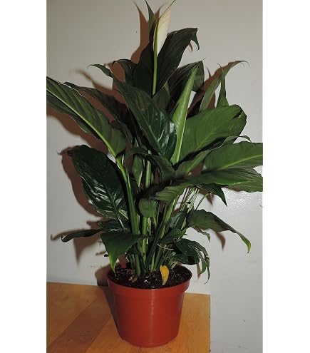 Amazon.com: Peace Lily Plant - Spathyphyllium - square basket Great House  Plant - 4" Pot : Patio, Lawn & Garden