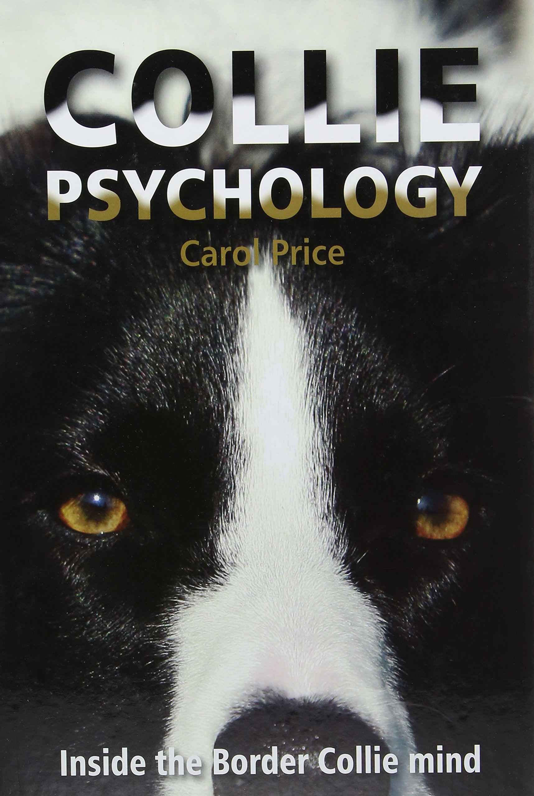 carol price border collie