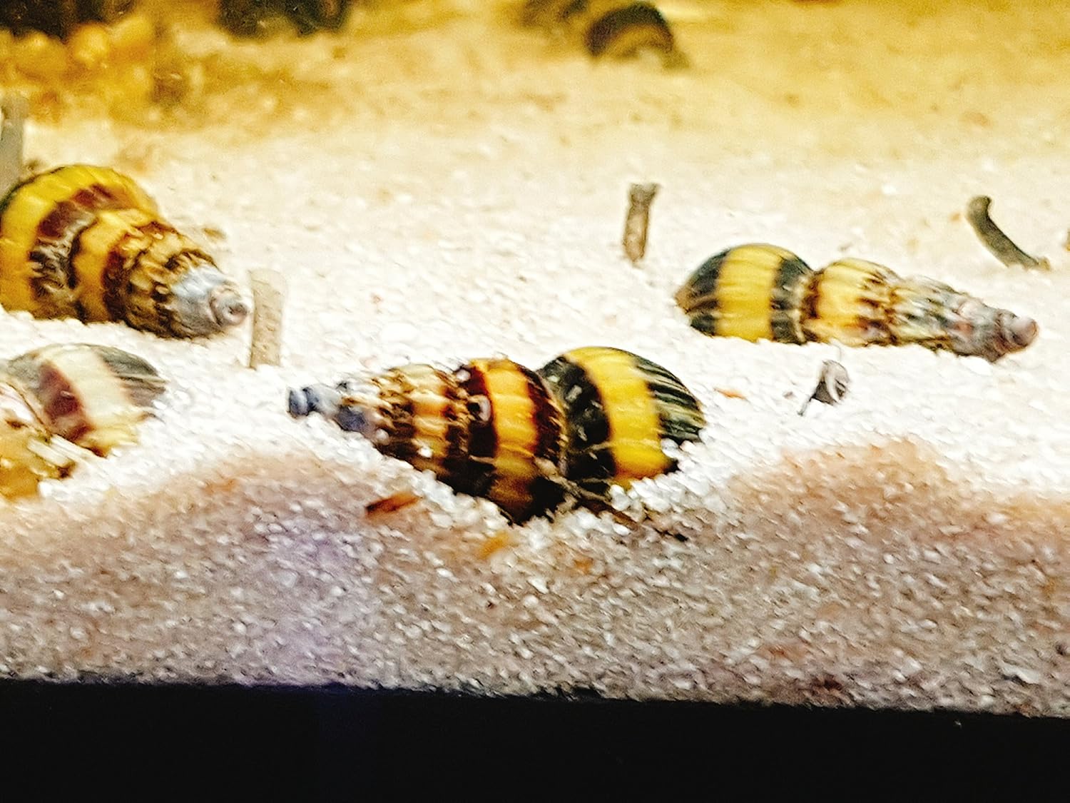 3 Raubturmdeckelschnecke Raubschnecke (Clea helena, ehem. Anentome