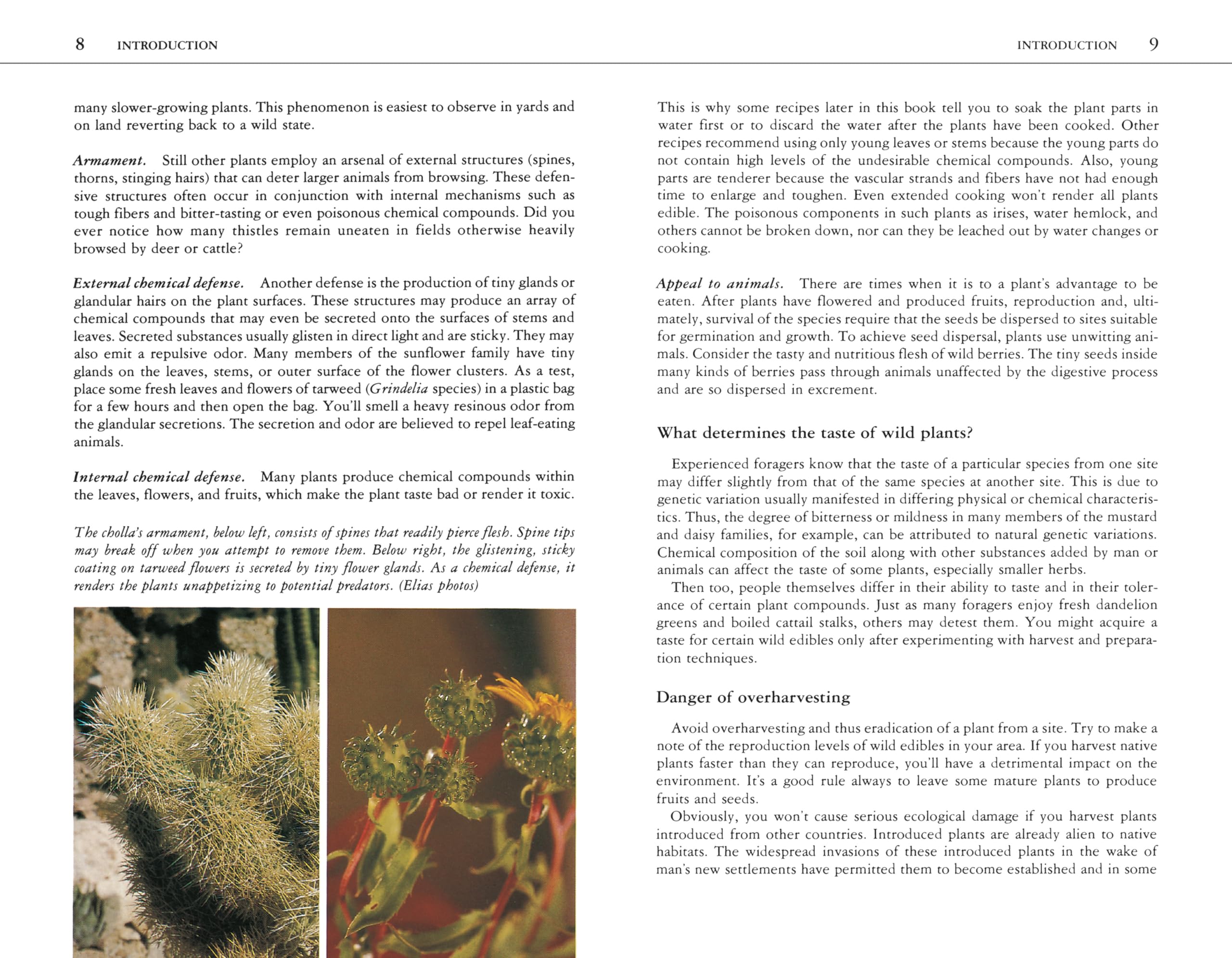 Edible Wild Plants: A North American Field Guide to Over 200 Natural Foods