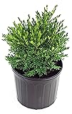 Buxus micro. jap. 'Green