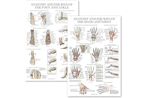 Palace Learning 2 Pack - Anatomy and Injuries of the Hand & Wrist + Anatomy and Injuries of the Foot & Ankle - Set of 2 Anatomical Charts - Laminated 18" x 24"
