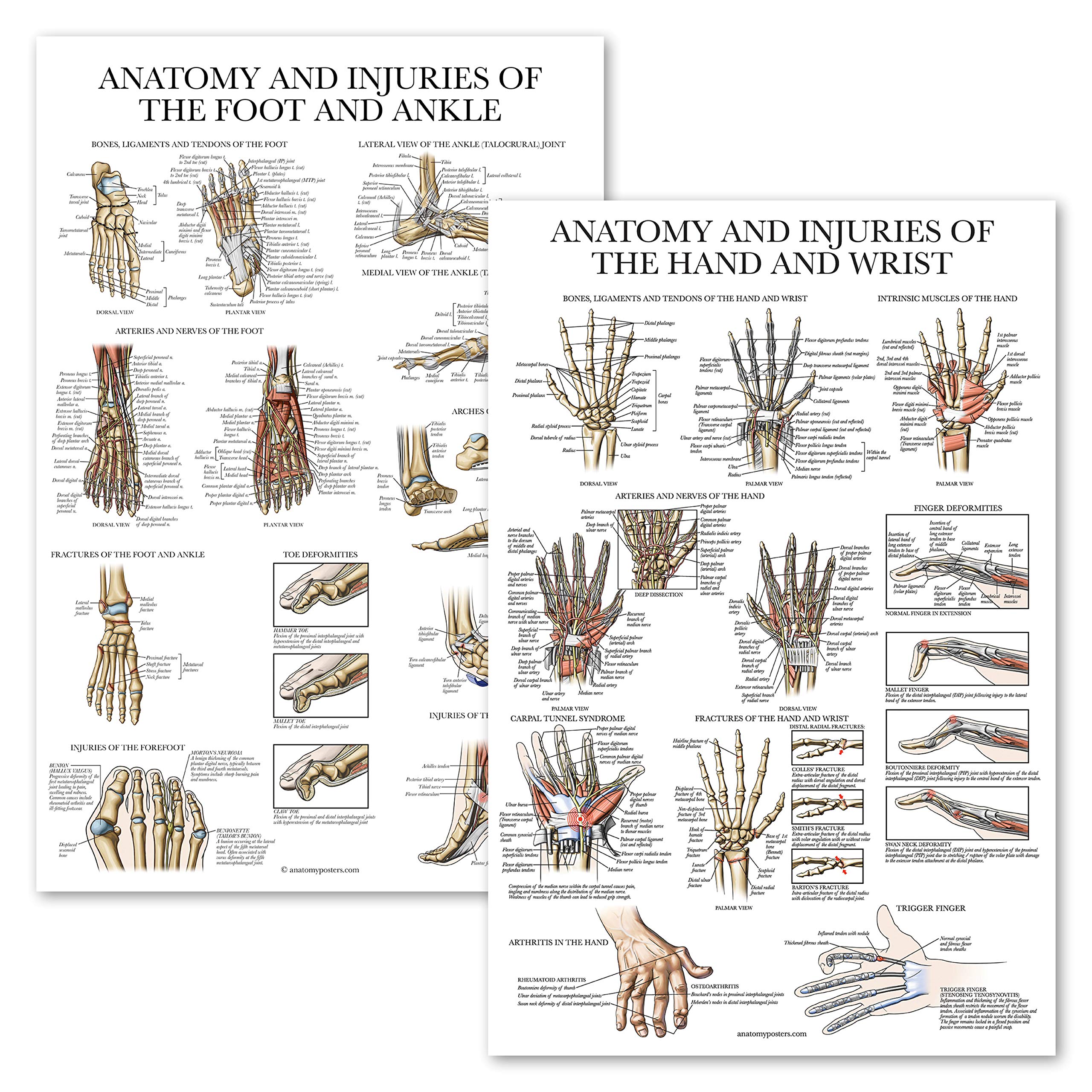 2 Pack - Anatomy & Hand & Wrist Injuries + Anatomy & Foot & Ankle Injuries - Pack of 2 Anatomy Charts - Laminated 18" x 27"