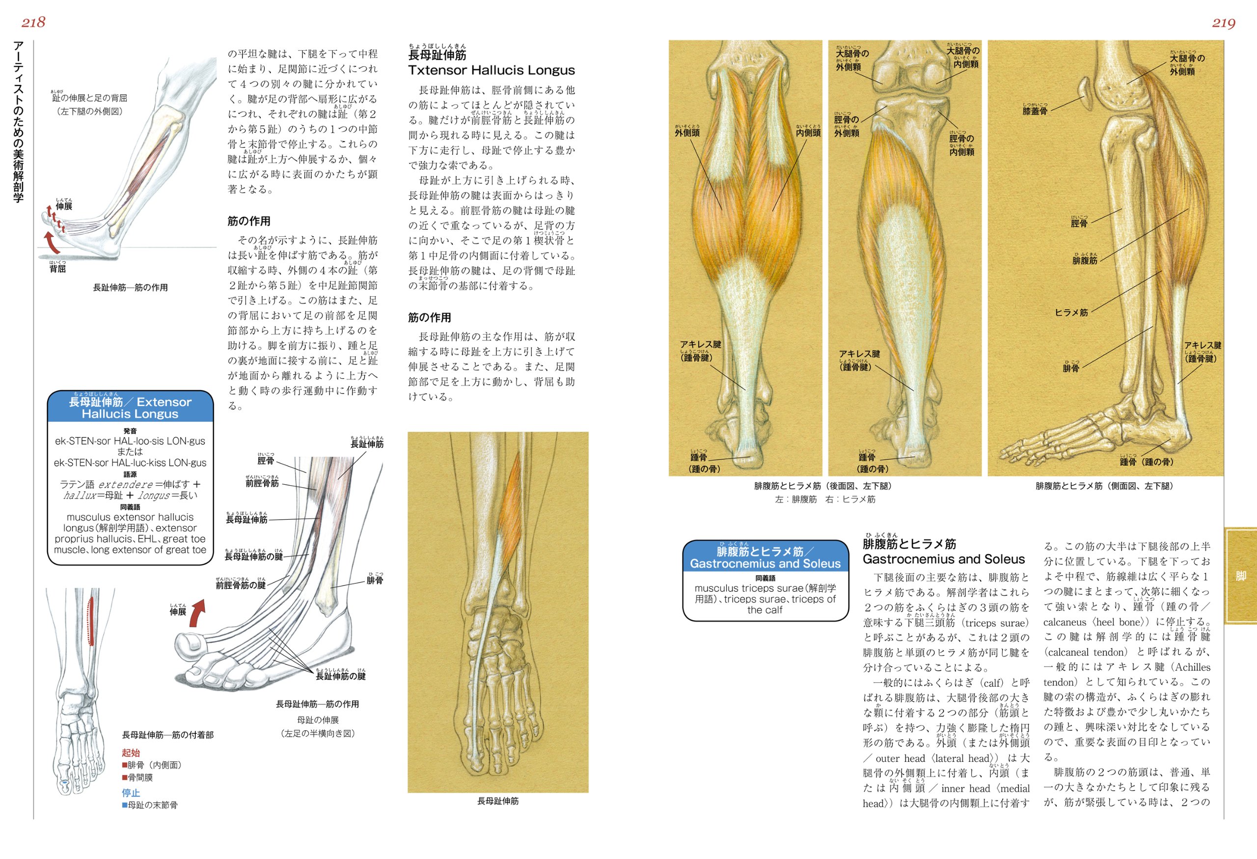 Amazon Co Jp アーティストのための美術解剖学 ヴァレリー L ウィンスロゥ Winslow Valerie L 宮永美知代 Japanese Books