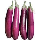 Kejora Fresh Chin ese Eggplant, Purple - 4 pcs