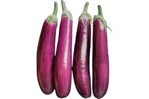 Kejora Fresh Chin ese Eggplant, Purple - 4 pcs