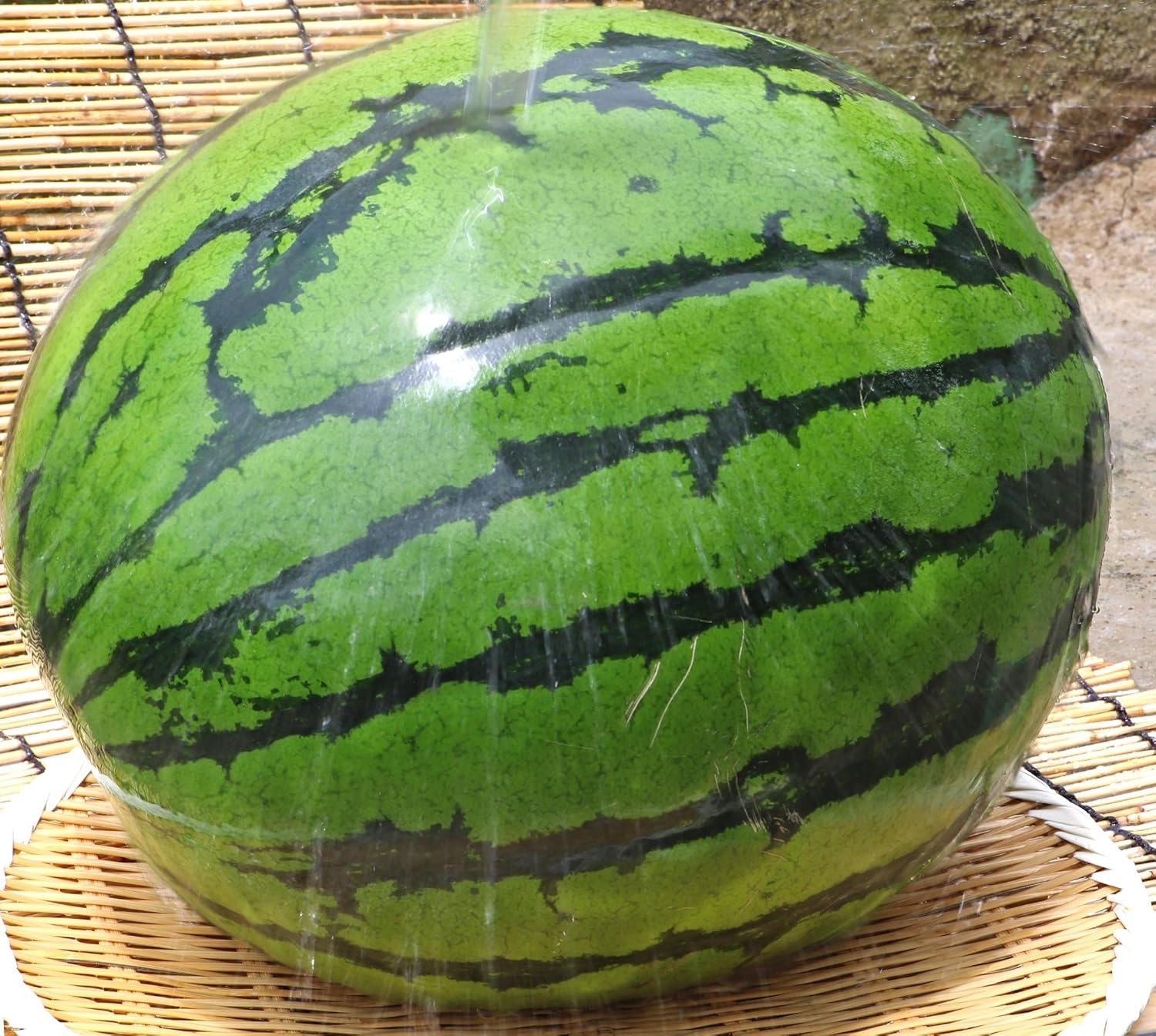 特大クリームスイカ 約10 11kg 特大1玉入り 千葉県産 贈答規格 希少品種 成田 富里を始めとした日本屈指の西瓜産地で育てた抜群の味とシャリシャリ感 産地から玄関へ すいか 通販 Amazon