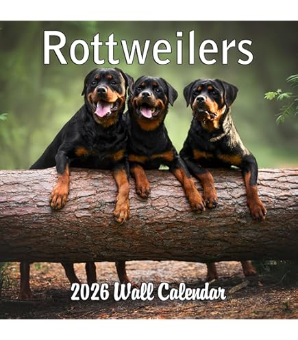 Calendario 2026 De Jack Russell | Calendario Cuadrado De Pared De Raza