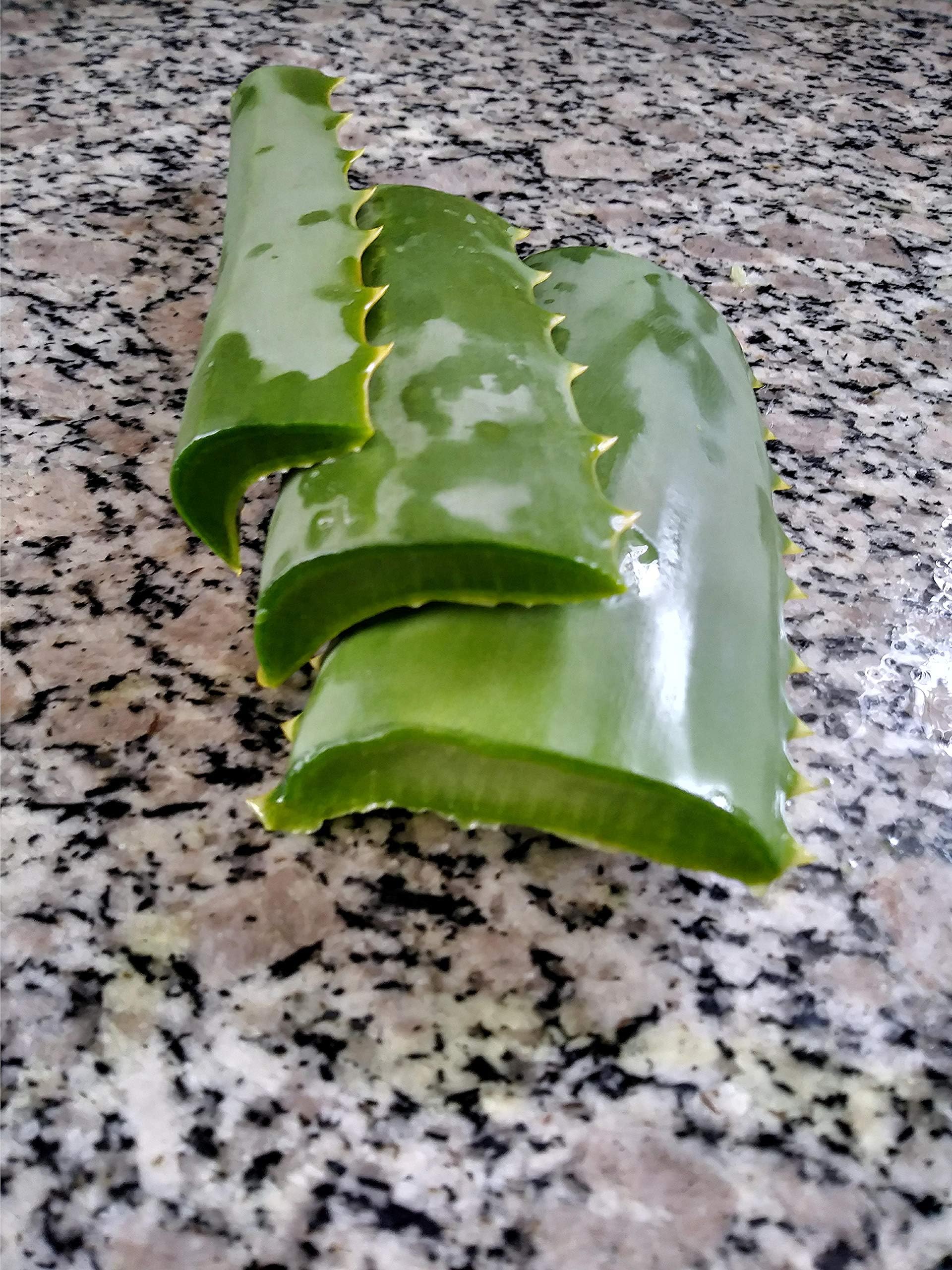 ALOE VERA Fresh Organic Leafs Medicinal Uses All Natural - Cut On Demand - Clean