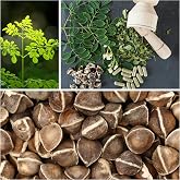 Mountain Valley Seed Co Moringa Seeds for Planting - 10 g Packet ~30 Seeds | Grow Moringa Seeds to Eat - Moringa Plant Tree Seedlings - The Tree of Life, Moringa Oleifera