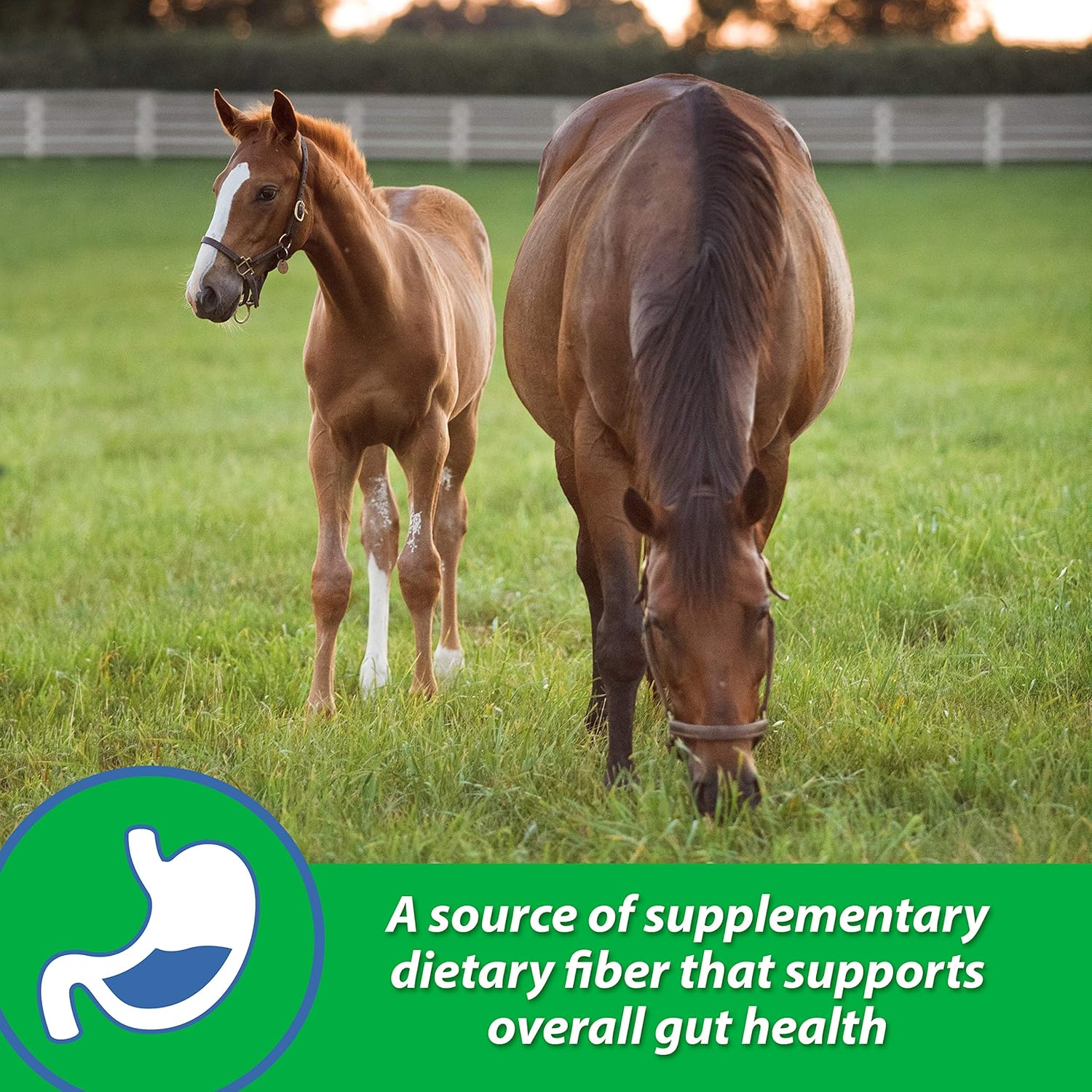 Farnam Sand Clear Digestive Aid for Horse, 20-Pound (10220) : Horse Nutritional Supplements And Remedies : Pet Supplies