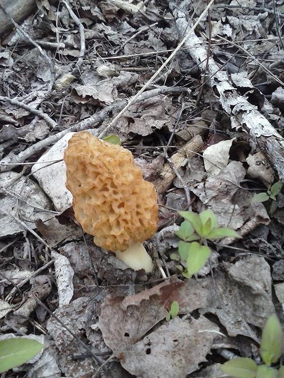 Yellow Giant Morel Mushroom Kit Garden & Outdoor