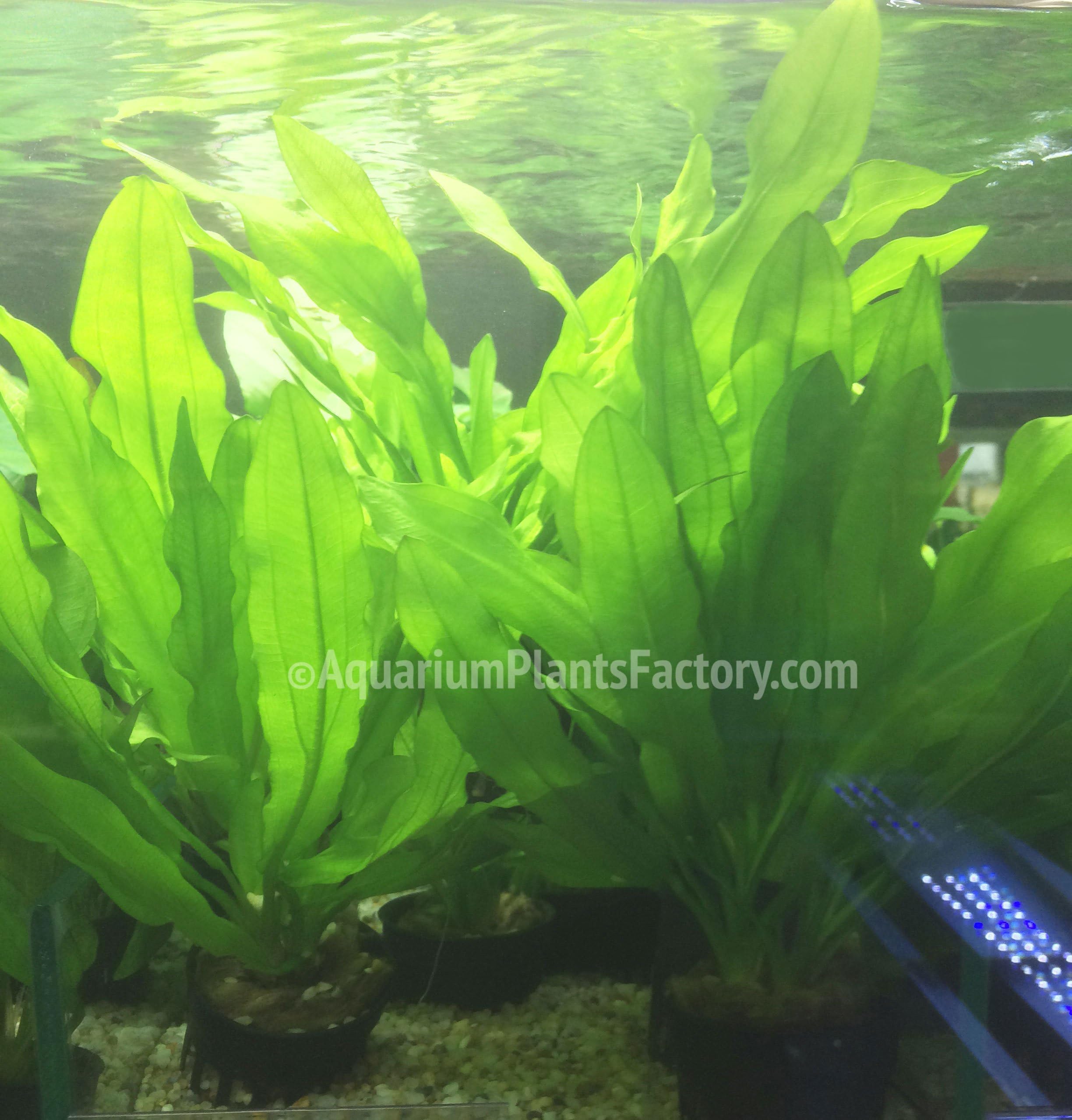 AquariumPlantsFactory - Ruffled Amazon Sword Potted (Echinodorus Martii Major) - Freshwater Live Aquarium Plants