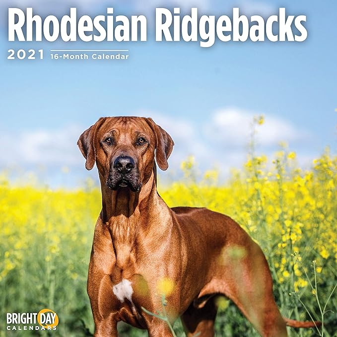 great dane x rhodesian ridgeback