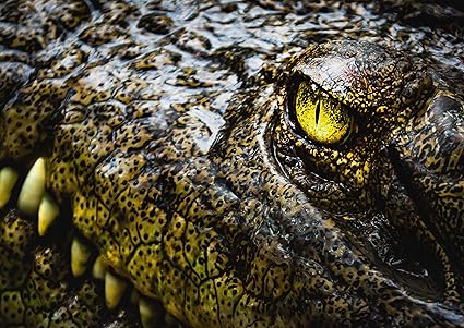 A1 Poster Crocodile Eye Imprimer 60 X 90 Cm 180gsm Art Reptile Mur Animaux Decor Amazon Fr Cuisine Maison
