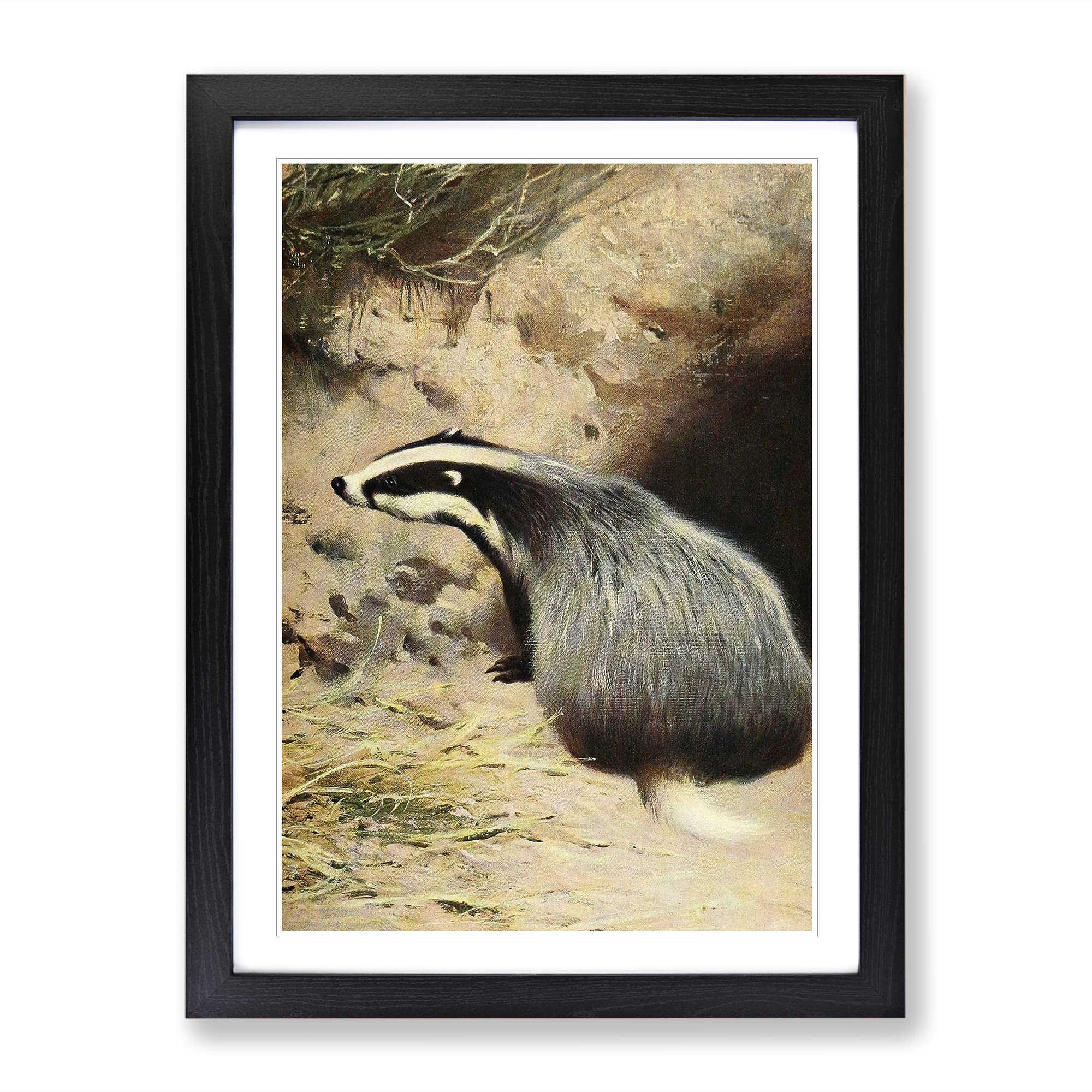 Vintage W Kuhnert Badger Vintage Framed Wall Art Print, Ready to Hang Picture for Living Room Bedroom Home Office Décor, Black A3 (34 x 46 cm)