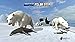 Arctic Polar Bear