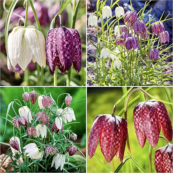 Woodland bulbs® 50 x Fritillaria Bulbs ‘Meleagris Mixed’ Spring
