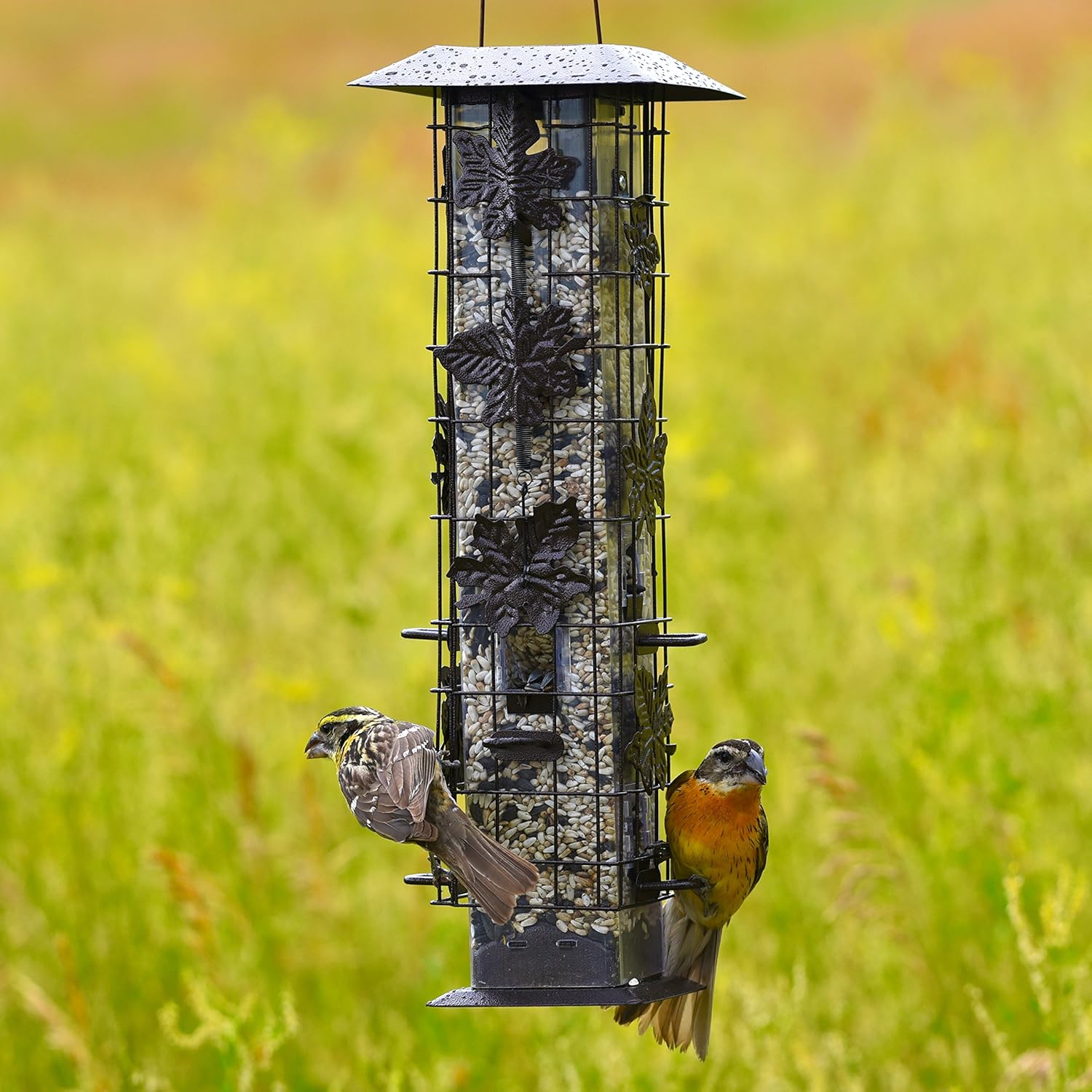 Perky-Pet 336 Squirrel-Be-Gone Wild Bird Feeder – 2 lb : Garden & Outdoor