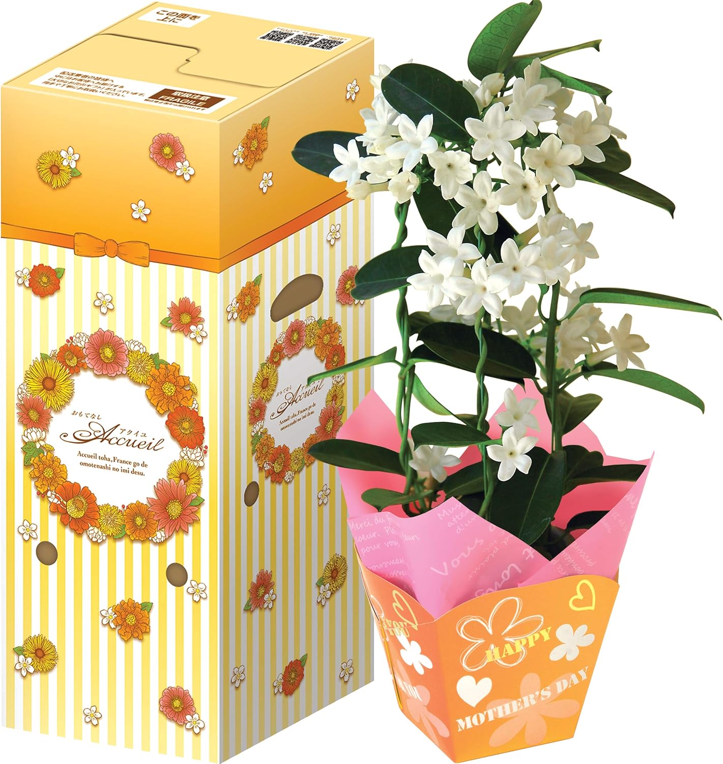 Amazon 花のギフト社 母の日 マダガスカルジャスミン 花鉢 鉢花 鉢植え プレゼント 花 鉢 フラワーギフト 観葉植物 オンライン通販