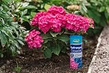 Westland Hydrangea Colourant 500 g Blue for Pale to Mauve Hydrangeas view 2
