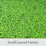 Garden Lawncare Guy Micro Clover Seed UK Pipolina - Ground Cover 15m2 view 7