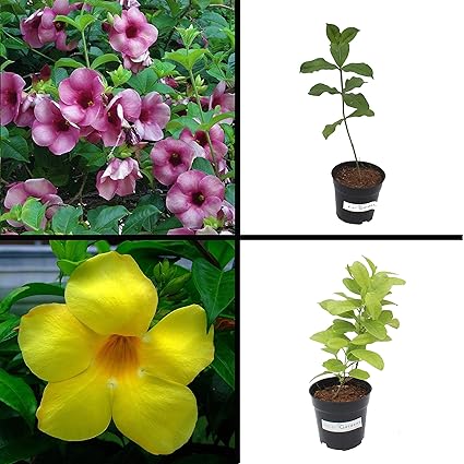 Indian Gardens - Allamanda Yellow Big and Purple Live Plant/Indoor/Outdoor Plant with Pot