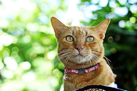 steelers cat collar