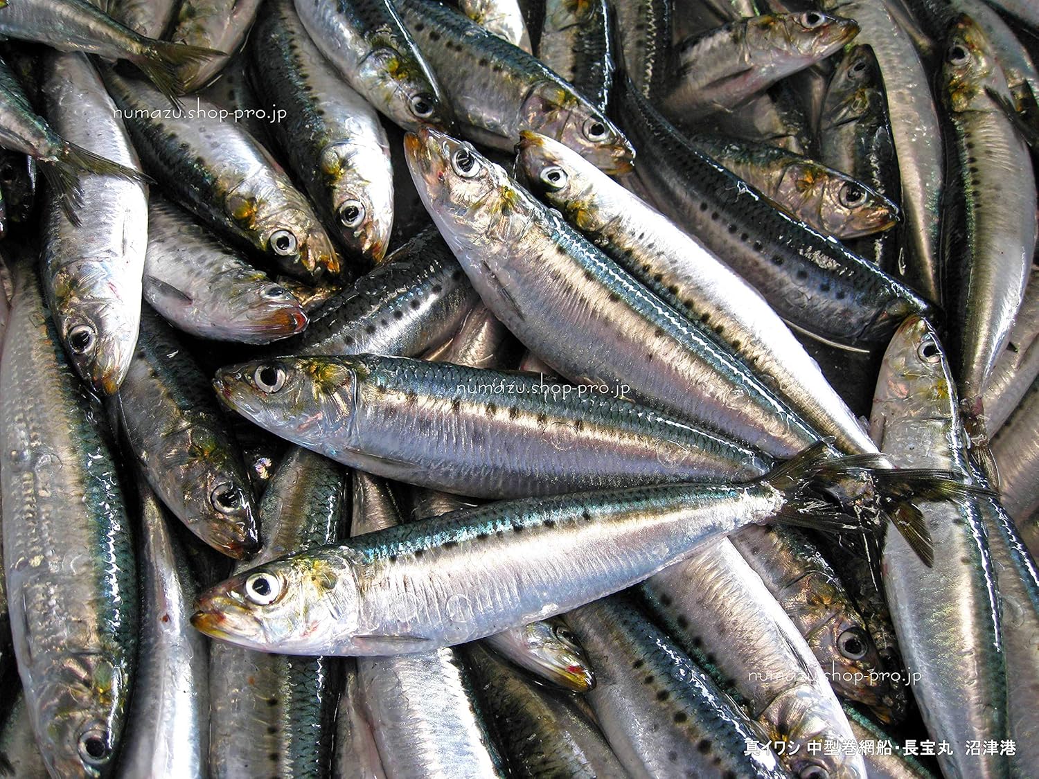 Amazon 沼津のひもの いわし醤油 枚 橘水産 沼津のひもの 干物 燻製 通販