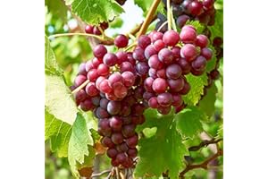 GSB GARDEN STATE BULB Garden State Bulb Red Suffolk Seedless Grape, Bare Root, Non-GMO, Spring Planting (Bag of 1)