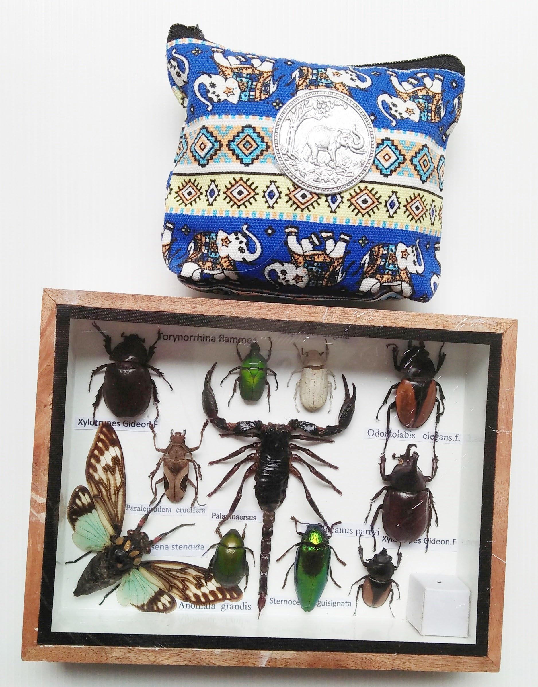 3D Real Rare Big Set Bug Insect Insect Insects Box Boxed Set Display Spider Taxidermy Winged Xylotrures Gideon Eupatorus Gracilicornis Sp Jewel Beetle Entomology Home Decoration Gift Handmade No 2
