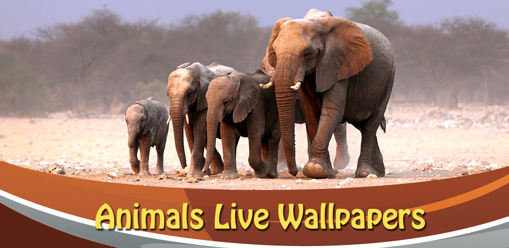 Animals Live for Android