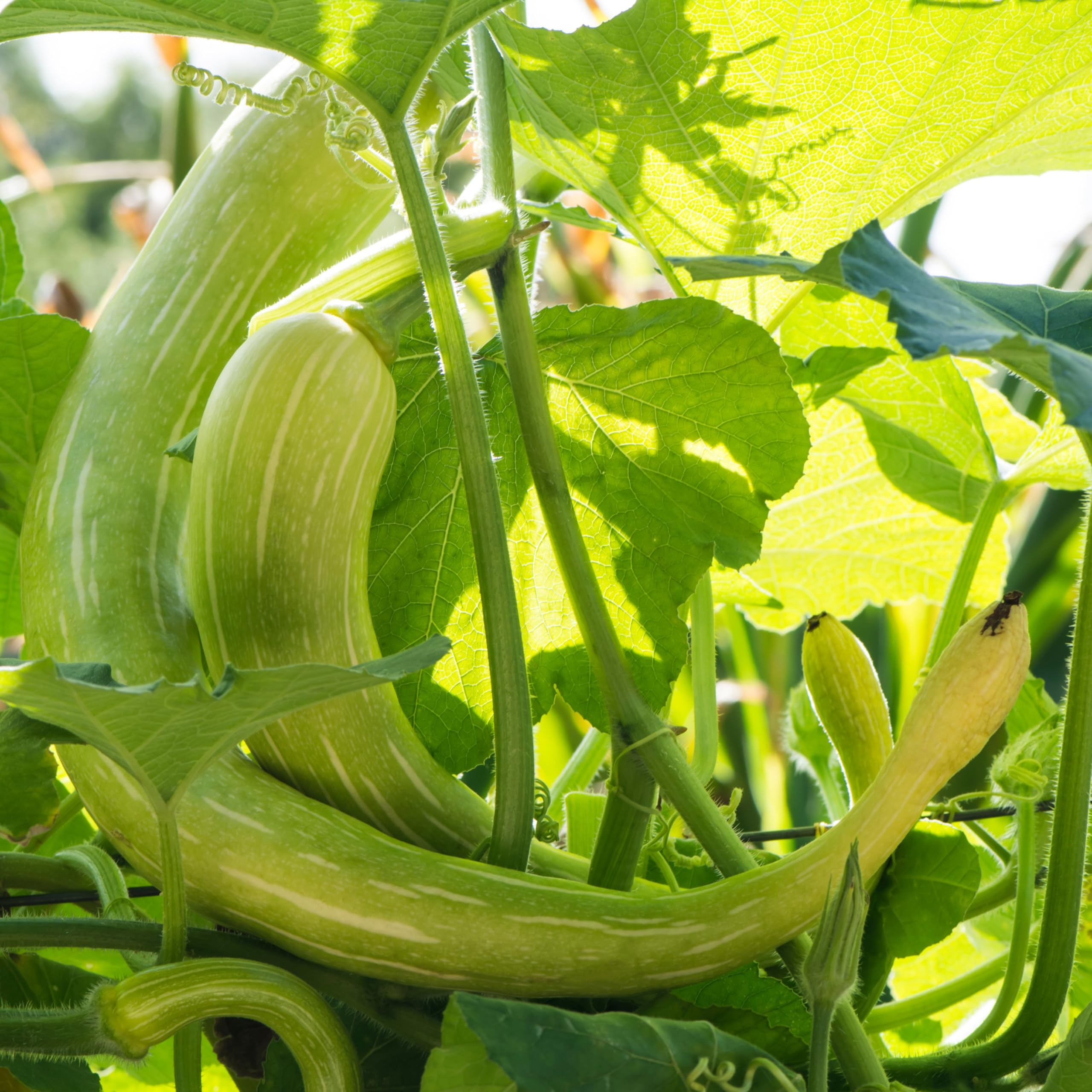 PREMIER SEEDS DIRECT - Climbing Italian Squash/COURGETTE - TROMBETTA D'ALBENGA - 25 Seeds