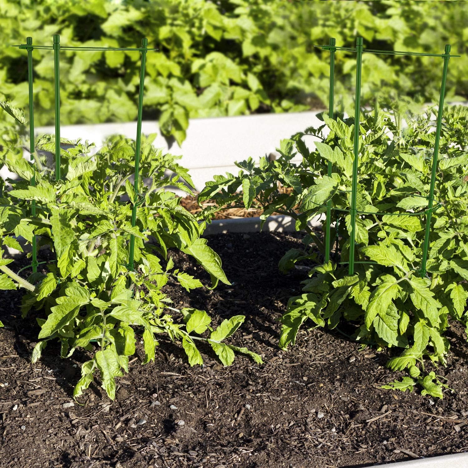 Boao 2 Juegos de Soporte de Planta Ajustable Jaula de Tomate de ...