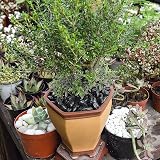 Hisredsun Black Decorative Stones 2.1 lb 0.4-1 in River Gravel view 4