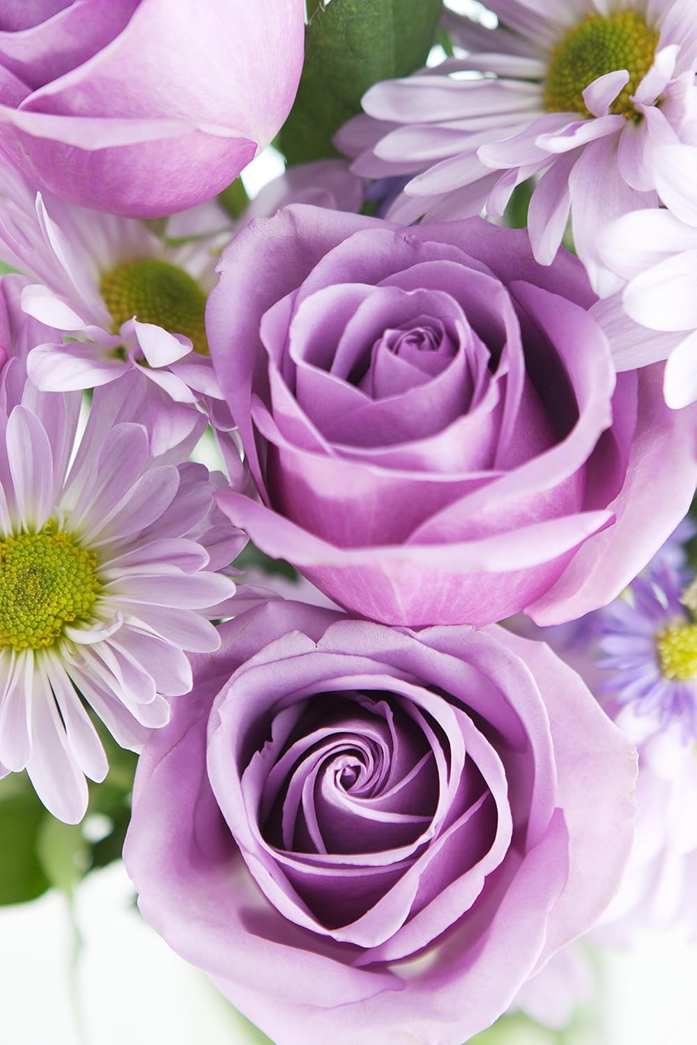 Amazon Com Purple Passion Bouquet Of 6 Purple Roses 6 Purple Daisy Poms 3 Purple Asters And Lush Greens With Vase Grocery Gourmet Food