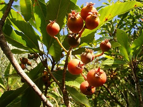 Rare Bronze Loquat Eriobotrya Deflexa Foliage And Flowering Patio
