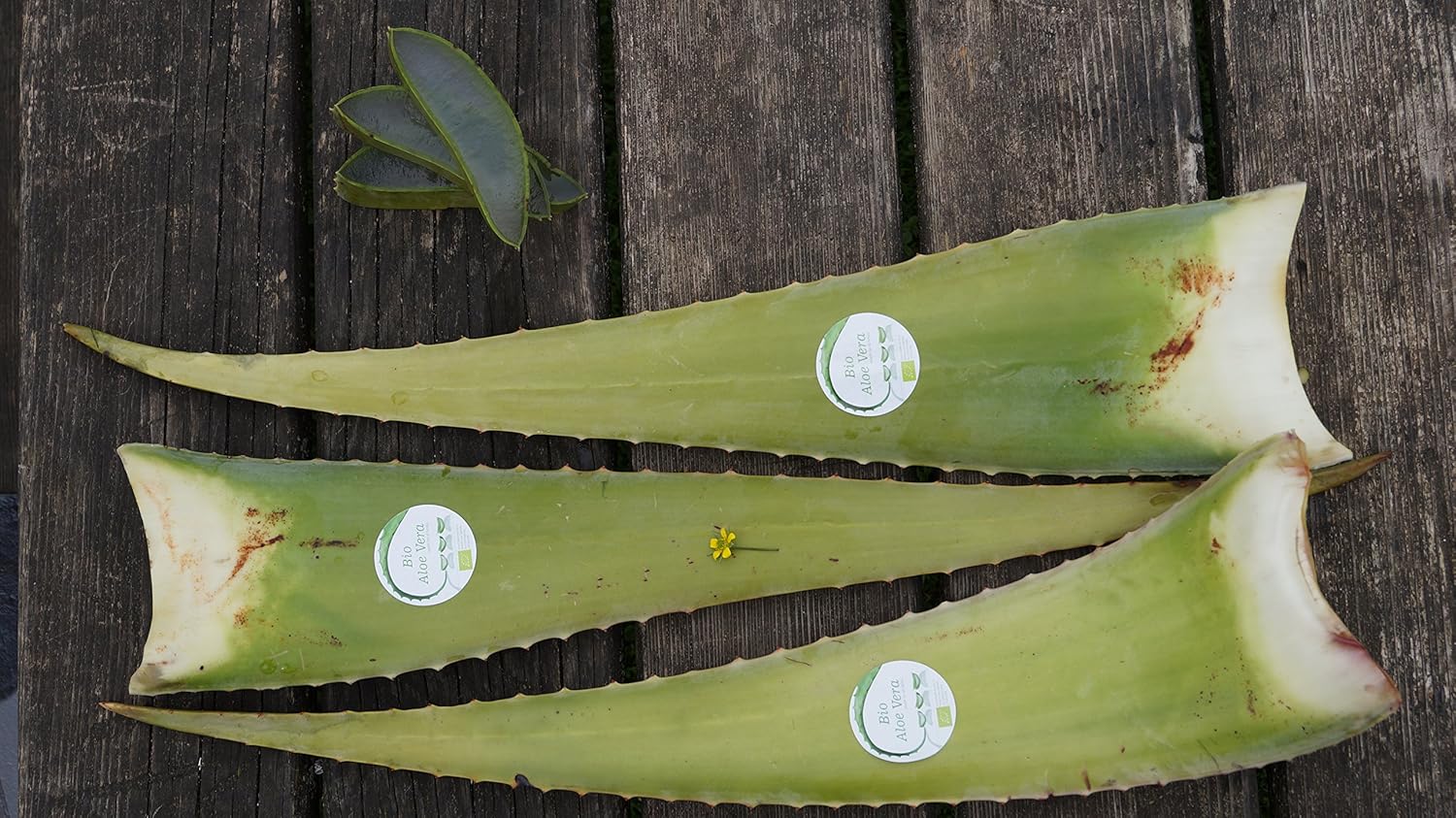 Las mejores hojas de aloe vera.: Amazon.es: Jardín