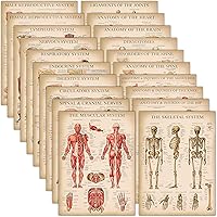 20 Pack - Vintage Anatomy Posters - Laminated - Muscular, Skeletal, Digestive, Respiratory, Circulatory, Endocrine, Lymphatic