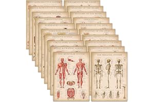 20 Pack - Vintage Anatomy Posters - Laminated - Muscular, Skeletal, Digestive, Respiratory, Circulatory, Endocrine, Lymphatic