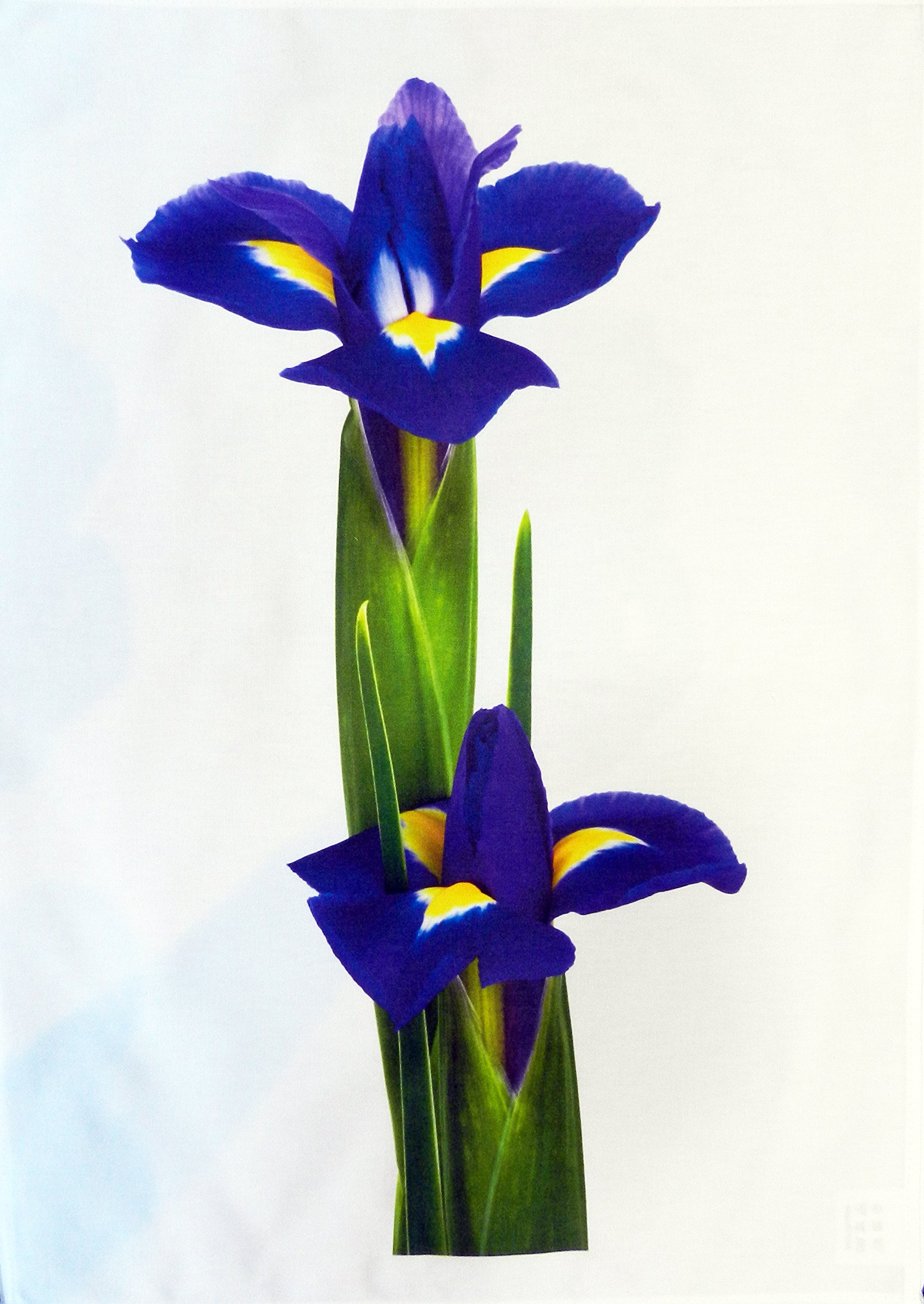 Half a Donkey The Purple Iris Flower Cotton Tea Towel